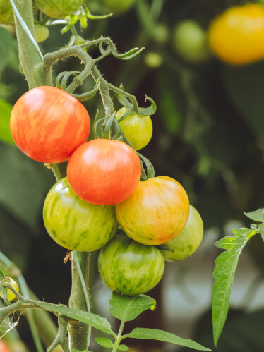 Tomato - Tigerella